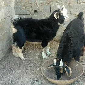 Çewiş