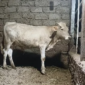 OKÜZ