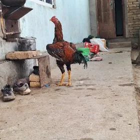 horaz