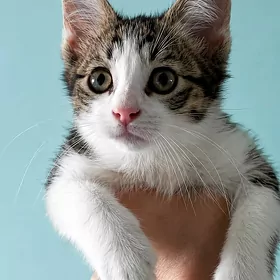 котенок