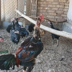 baýsow
