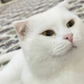 Пропал кот