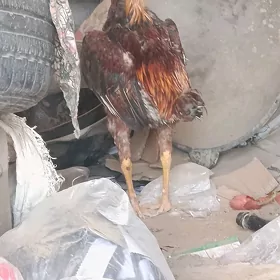 Şapat horaz 