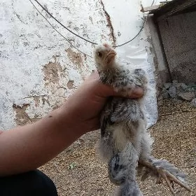 brama
