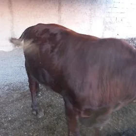 Öküz
