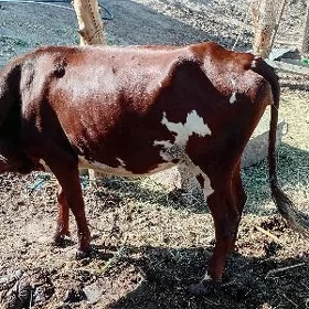 baklyk  sygyrlar
