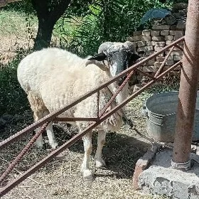 ak kockarlar