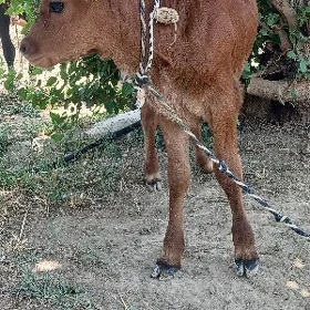 Şwes göleli sygyr