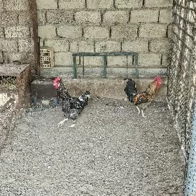 Dominant horozlar
