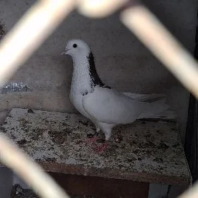 kepderi