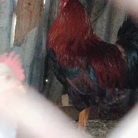 horaz