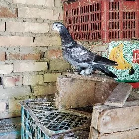 kepderi