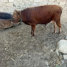 ökuz