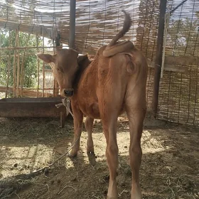 Gulajyn gole