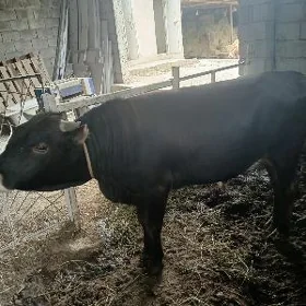 Öküz