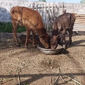 3-4aylyk tuwe