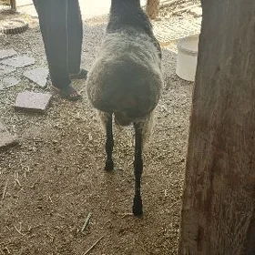 Goç