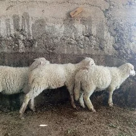 Merenos berre