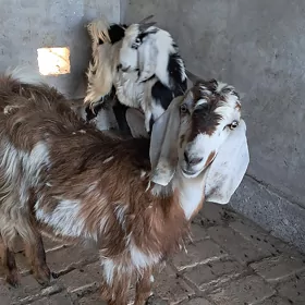 Пакистан Гечи.