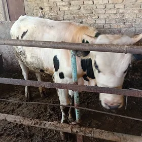 şwes öküz
