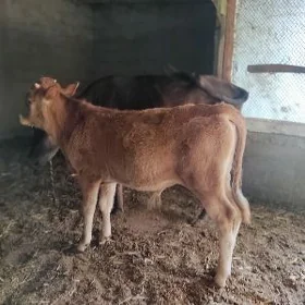 Góleli sygyr
