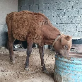 Öküz