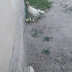 курк индук