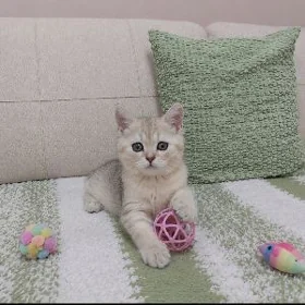 Шиншилла мальчик