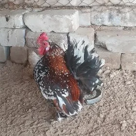 Karlik towuk horaz