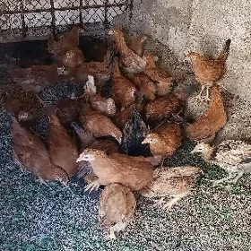 juyje tejen paroda