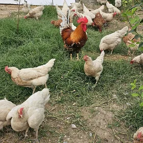lohman sendı brawun towuk