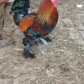 Hozar brama khona Dominat
