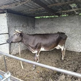 Goleli sygyr