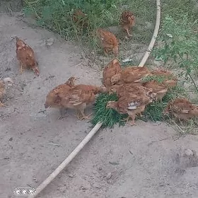 жуже