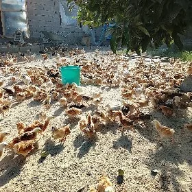 juyje