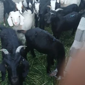 Doga geci