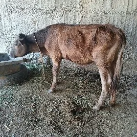 Tüwe