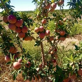 Satlyk önümçülik 30gekdar