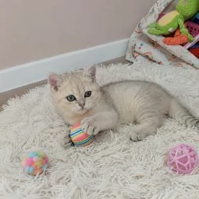 мальчик шиншилла