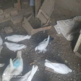 kepderi