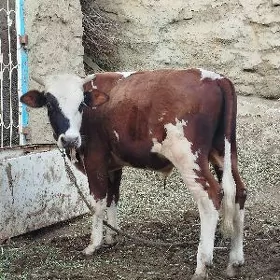 Şwes Öküz
