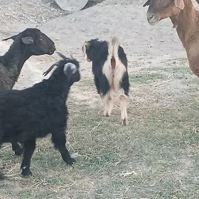 Çewiş