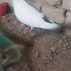 Kepderi