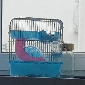 хомячки