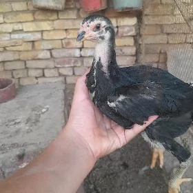 kokant