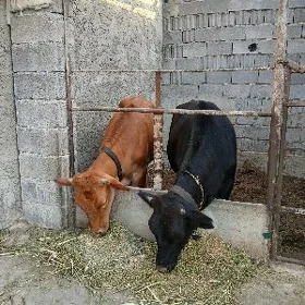 tuweler