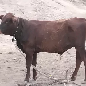 öküz