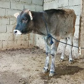 ÖKÜZÇE