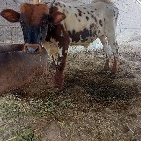 Öküz