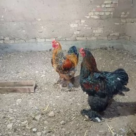 Brama Horazlar